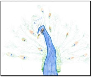Peacock drawing
